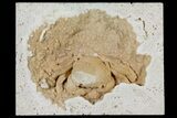 Fossil Crab (Potamon) Preserved in Travertine - Turkey #121384-5